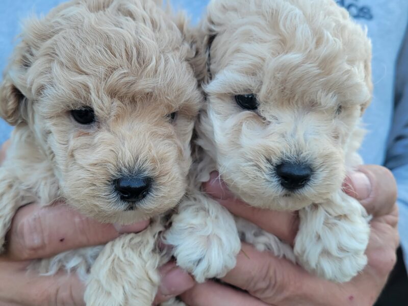 Maltipoo prelepi štenci
