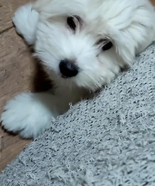 Coton de Tulear