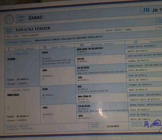 NLT - Nemački Lovni terijer