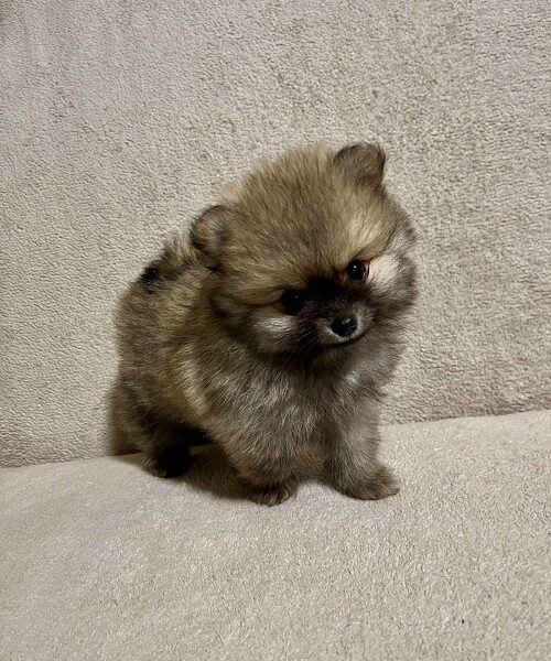 Pomeranac, prelepi štenci