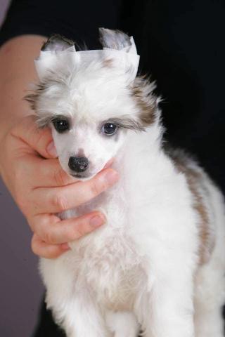 Kineski ćubasti pas štenci