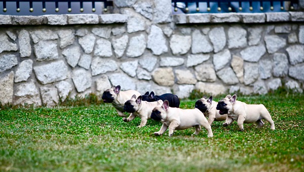 Francuski buldog, štenci vrhunskog porekla