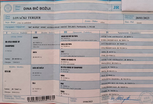 NLT - Nemački Lovni terijer