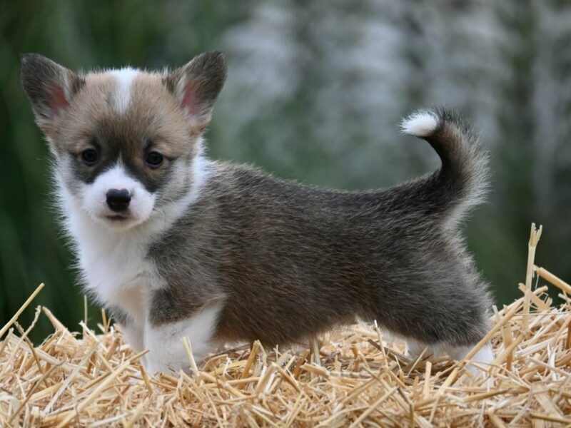 Velski korgi/Welsh Corgi Pembroke