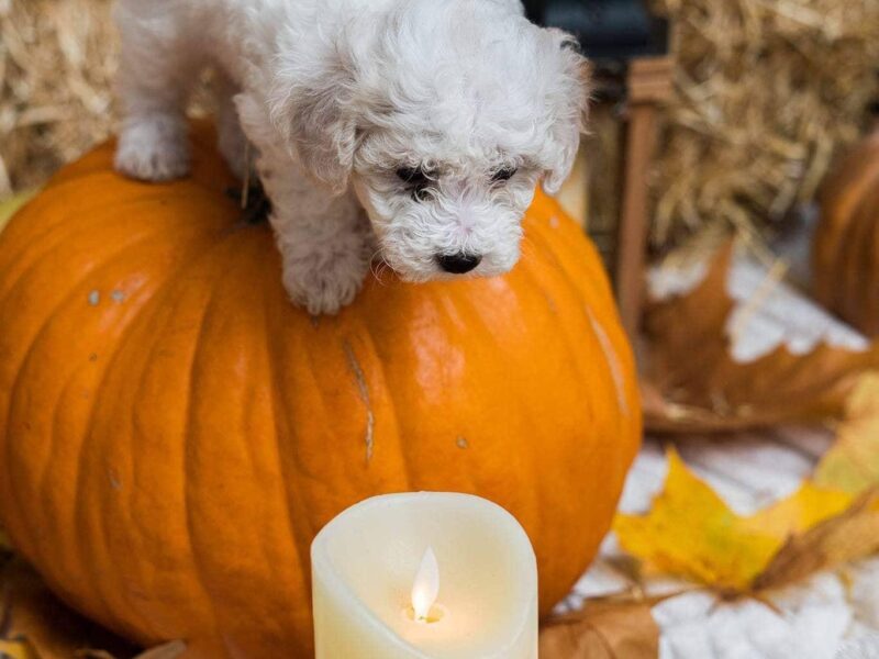 Kovrdžavi bišon štenci