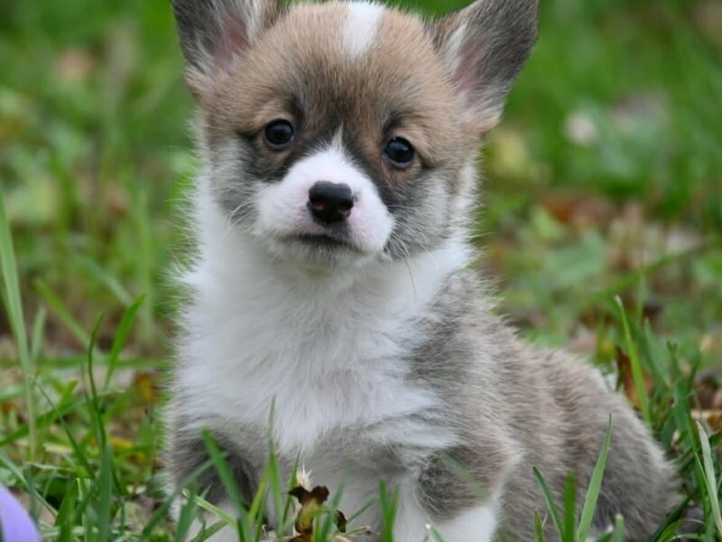 Velski korgi/Welsh Corgi Pembroke