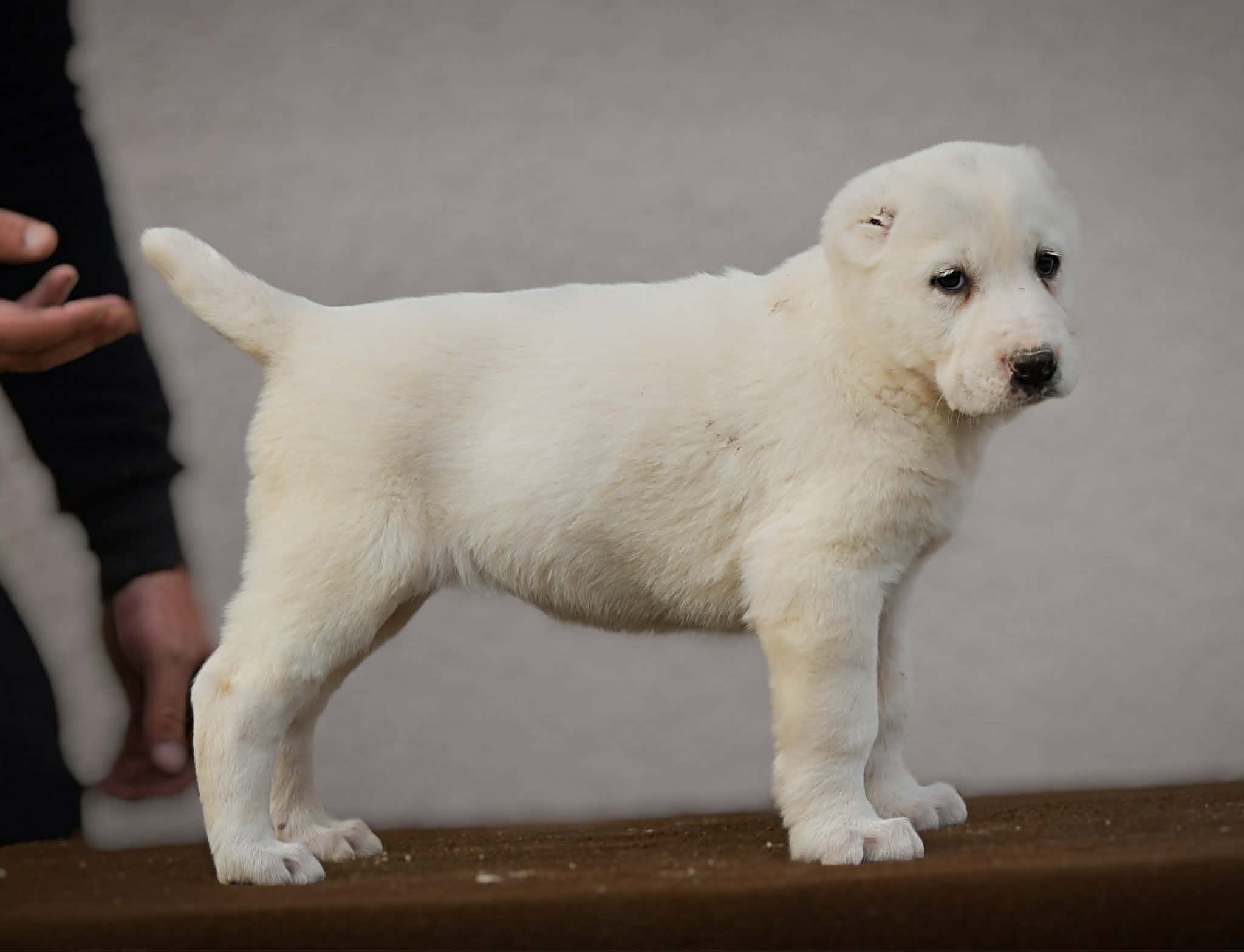 Srednjeazijski ovčar VRHUNSKI štenci