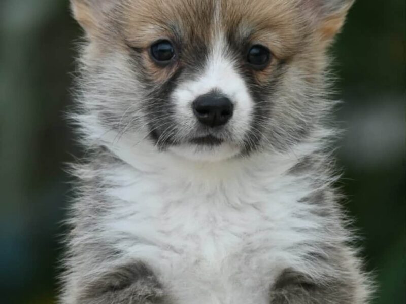 Velski korgi/Welsh Corgi Pembroke
