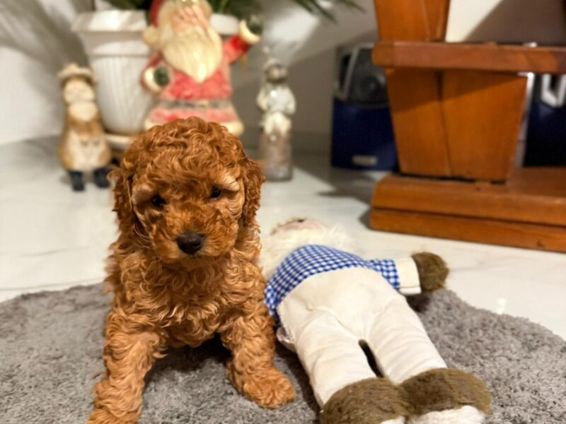 Crvena Toy Pudla žensko štene