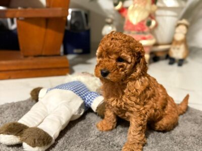 Crvena Toy Pudla žensko štene