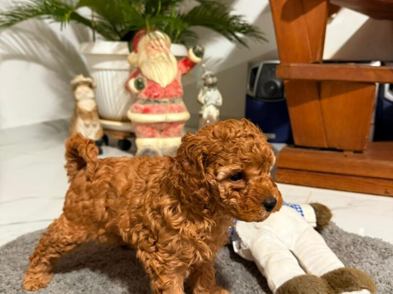 Crvena Toy Pudla žensko štene