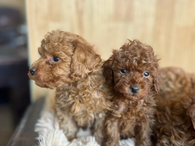 Toy Pudla prelepi štenci