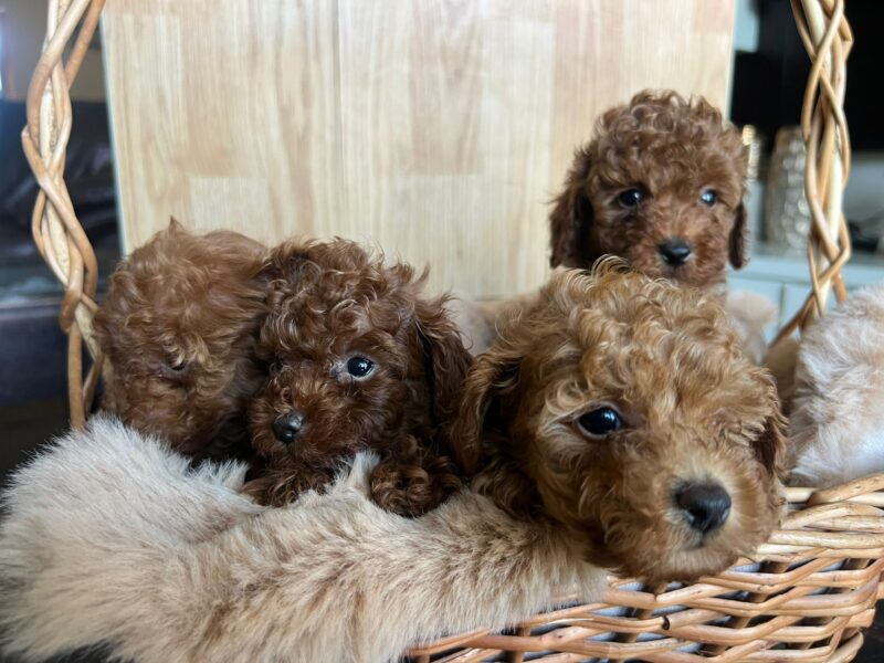 Toy Pudla prelepi štenci