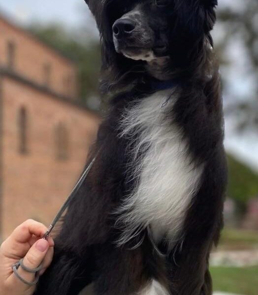 Kineski ćubasti pas štenci