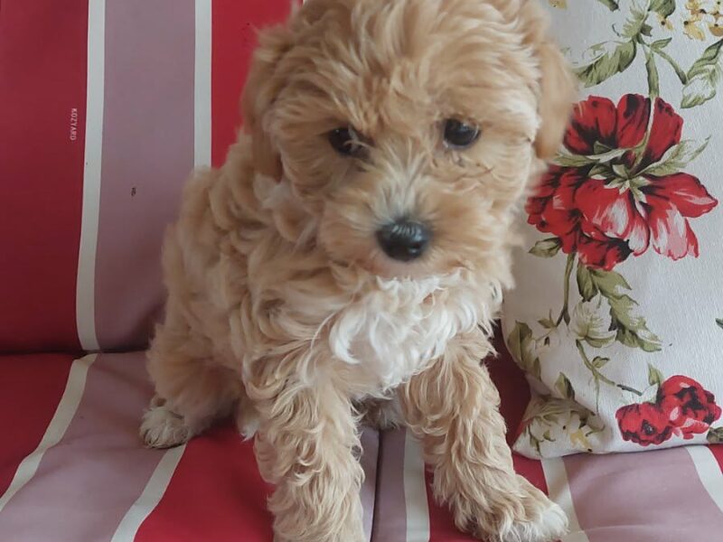 Maltipoo prelepi štenci