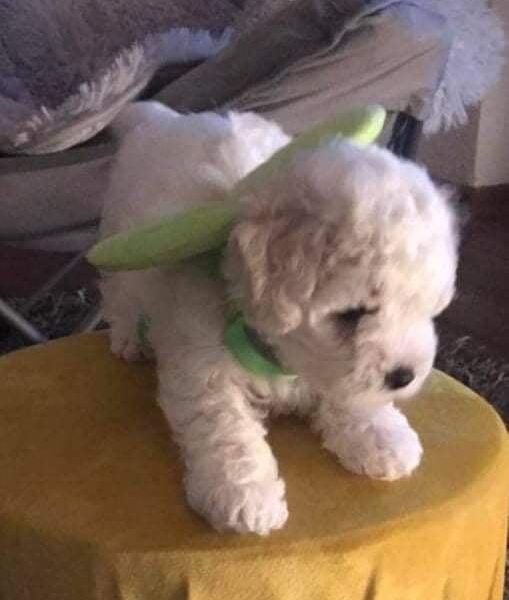 Kovrdžavi bišon štenci