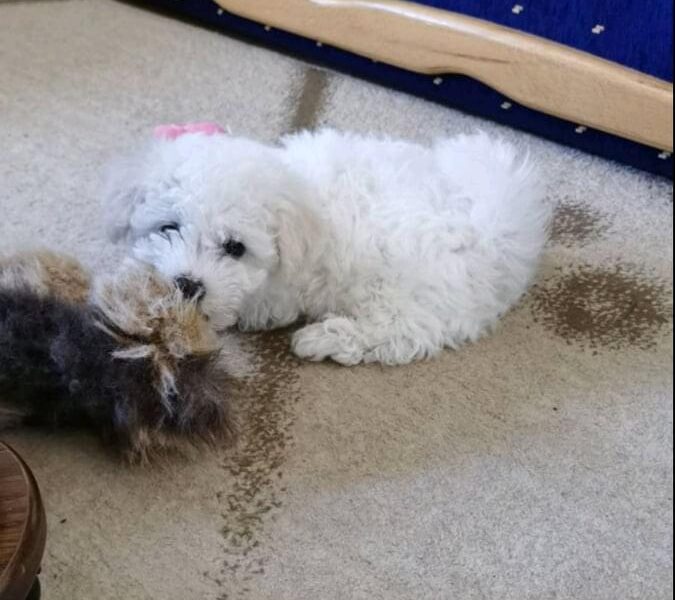 Kovrdžavi bišon štenci