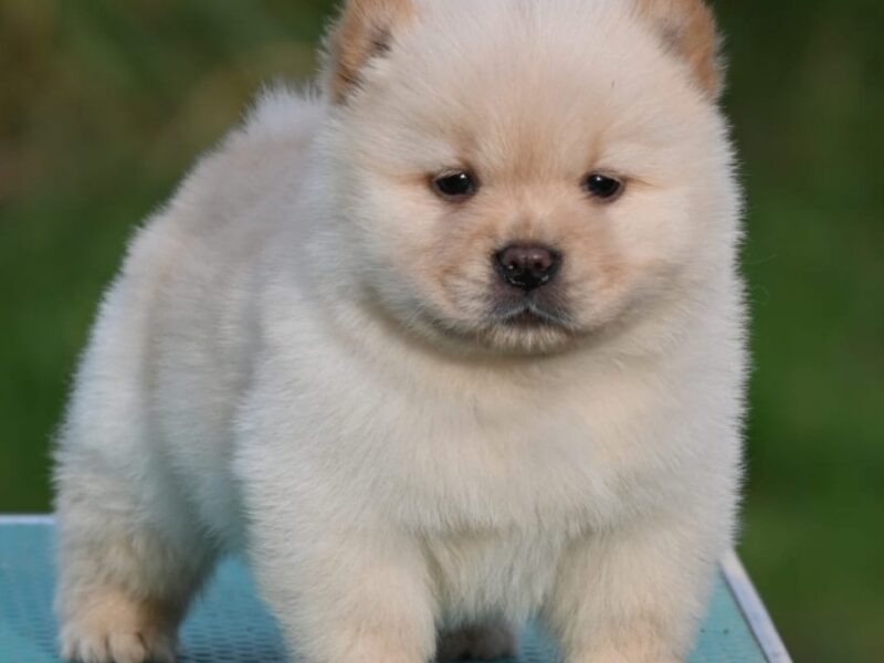 Chow Chow Cau Cau Čau Čau