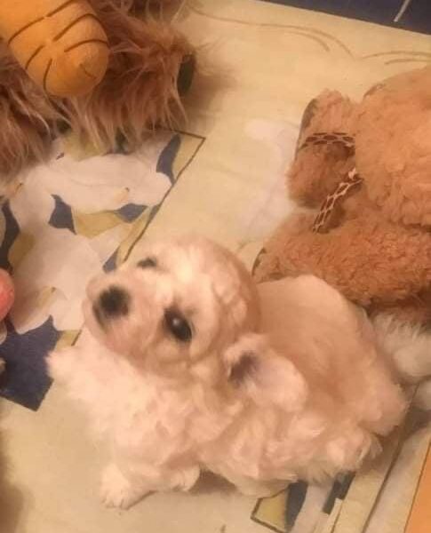 Kovrdžavi bišon štenci