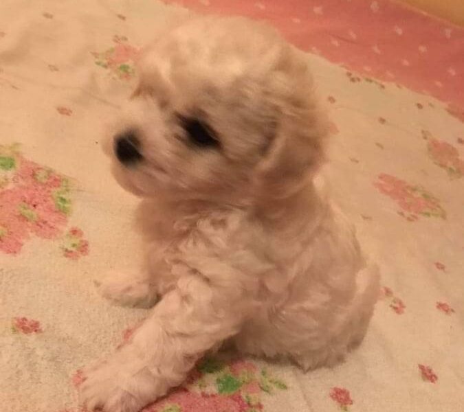 Kovrdžavi bišon štenci