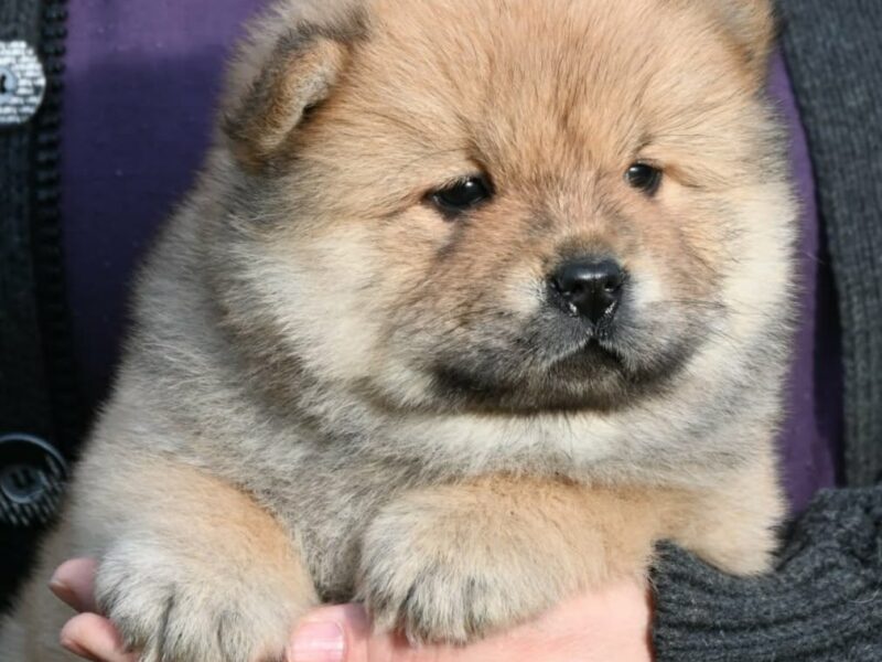 Chow Chow Cau Cau Čau Čau