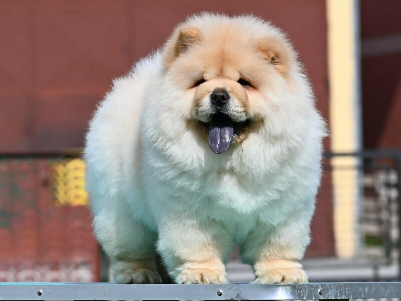 Chow Chow Cau Cau Čau Čau