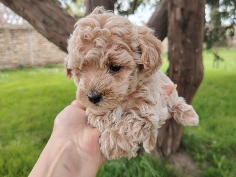 Maltipoo štenci