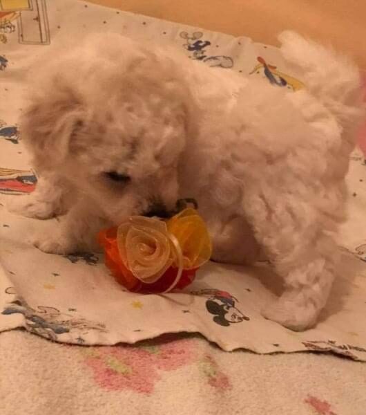 Kovrdžavi bišon štenci