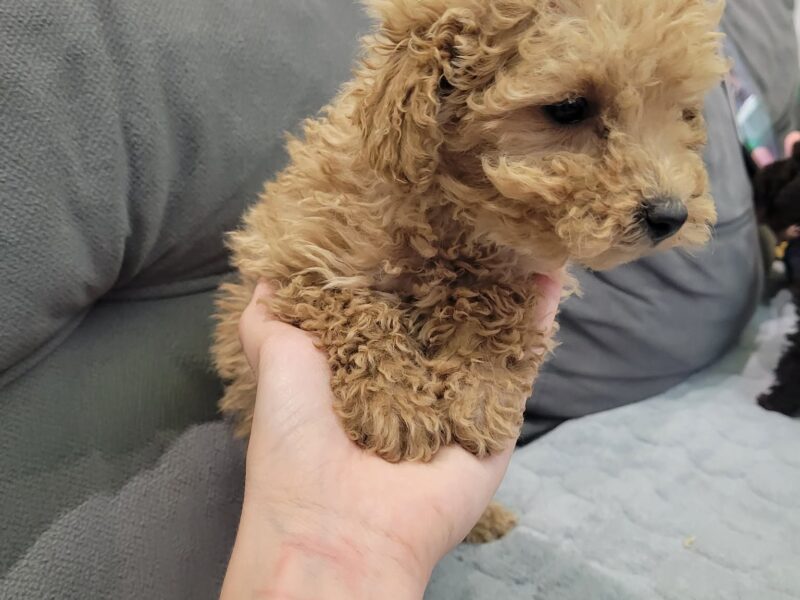 Toy Pudle na prodaju