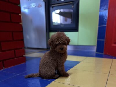 Toy Pudla kvalitetni štenci