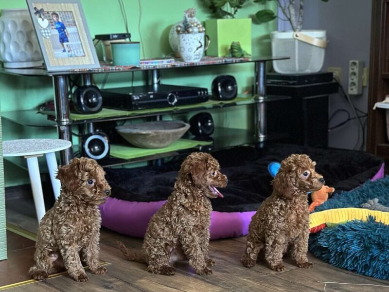 Toy Pudla kvalitetni štenci