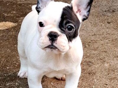 Francuski Buldog prelepi štenci