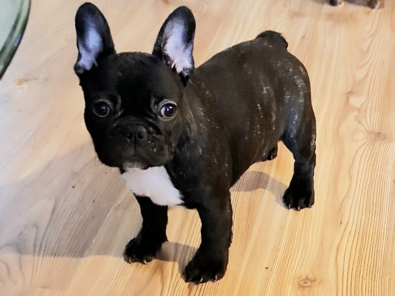Francuski Buldog prelepi štenci