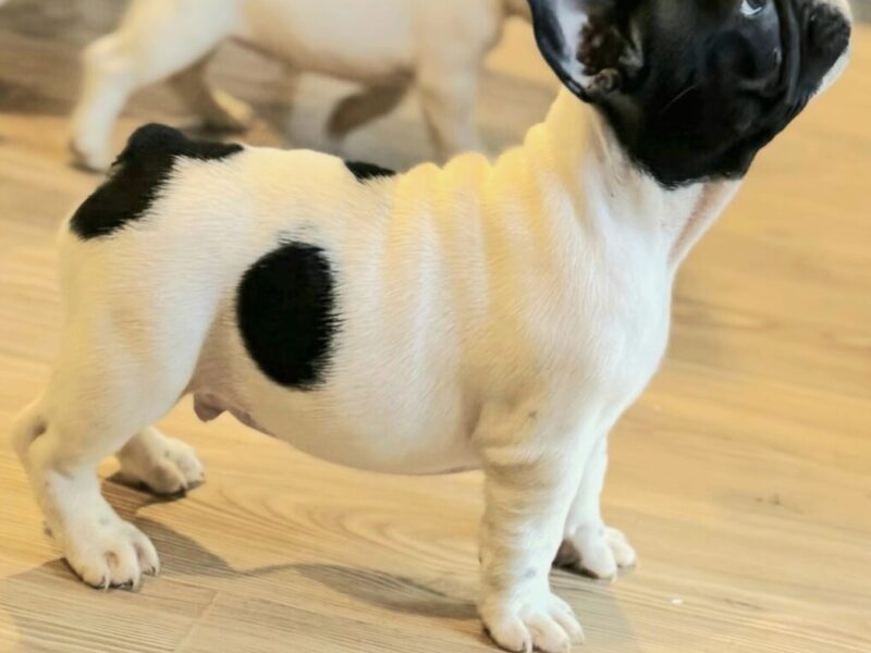 Francuski Buldog prelepi štenci