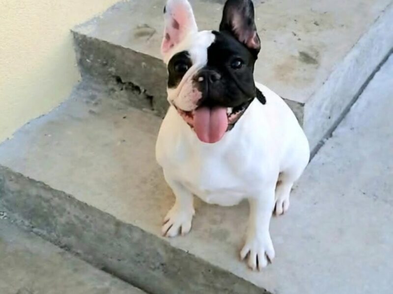 Francuski Buldog prelepi štenci