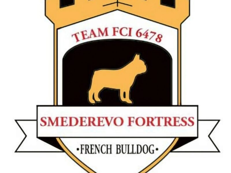 Francuski Buldog prelepi štenci