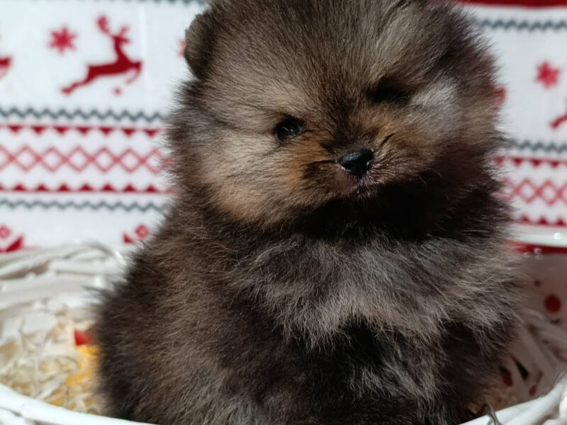Pomeranac kvalitetni štenci