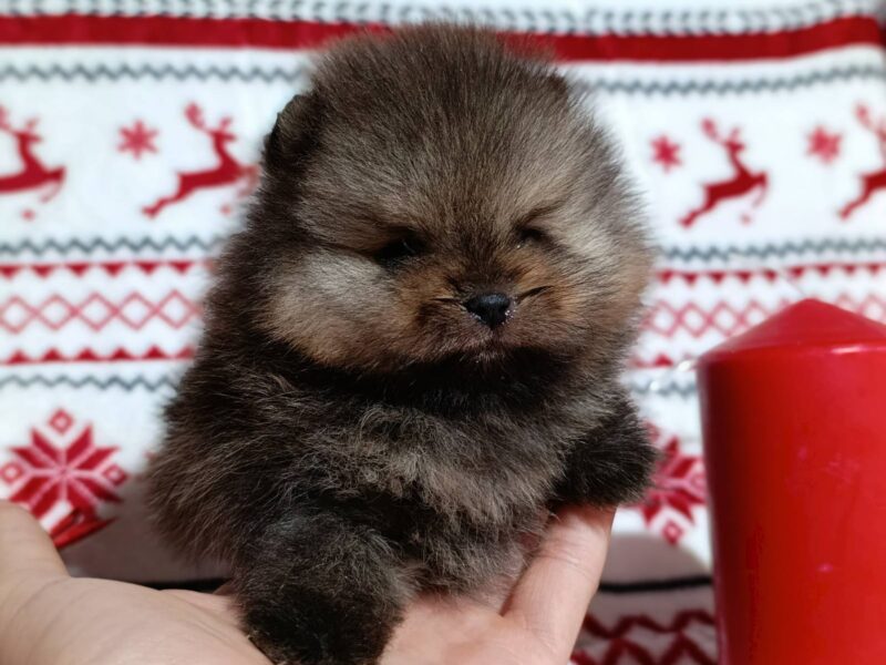 Pomeranac kvalitetni štenci