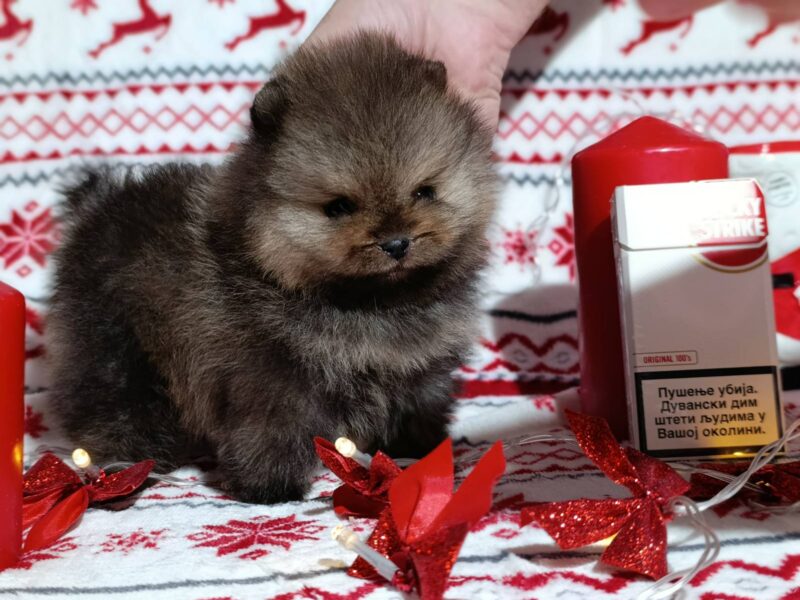 Pomeranac kvalitetni štenci