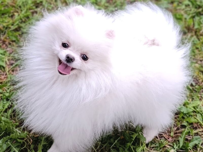 Pomeranac kvalitetni štenci