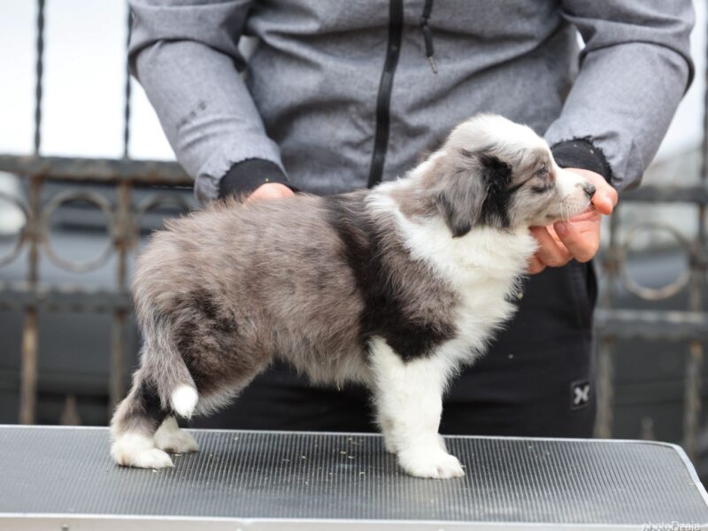Border Collie prelepi štenci