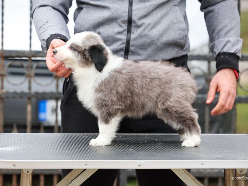 Border Collie prelepi štenci