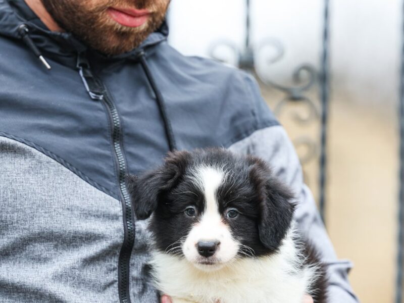 Border Collie prelepi štenci