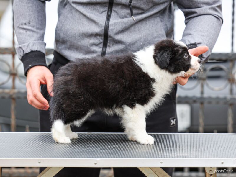 Border Collie prelepi štenci
