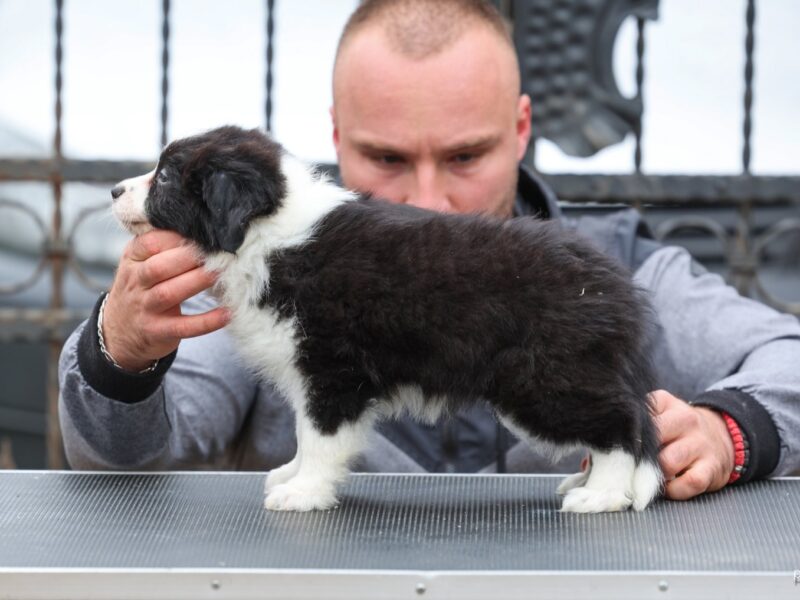 Border Collie prelepi štenci