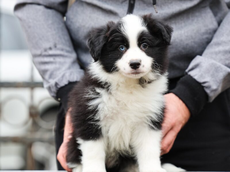Border Collie prelepi štenci