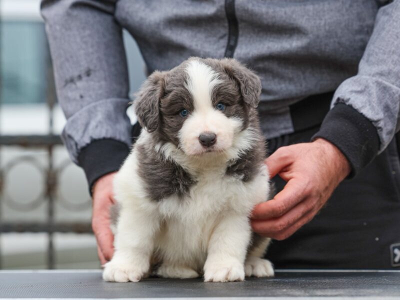 Border Collie prelepi štenci