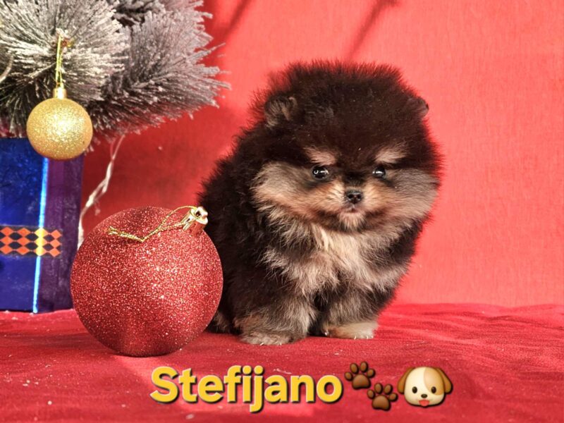 Pomeranac Boo štenci CHOCOLATE & TAN NOVO