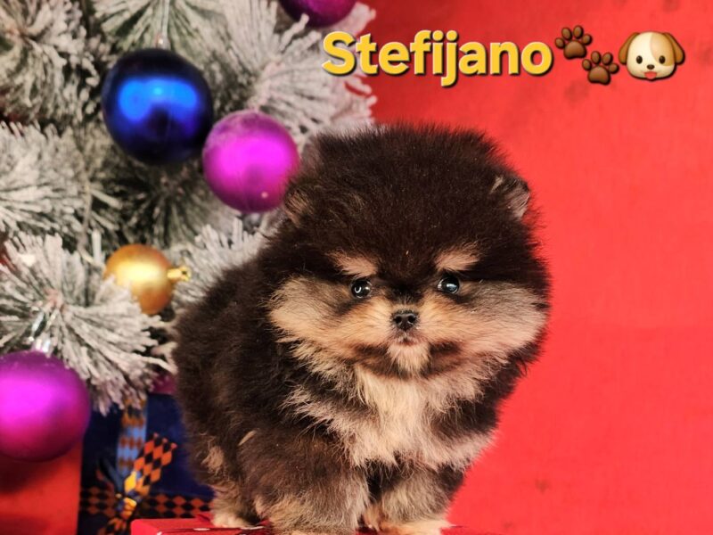 Pomeranac Boo štenci CHOCOLATE & TAN NOVO