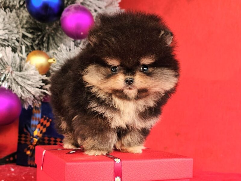 Pomeranac Boo štenci CHOCOLATE & TAN NOVO